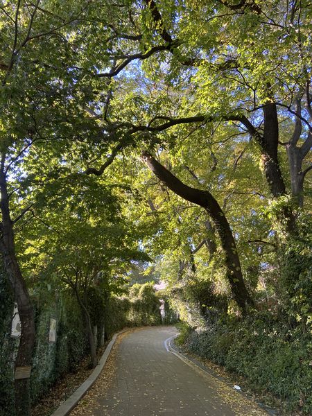 파일:양림동 호랑가시나무 언덕 길.jpeg