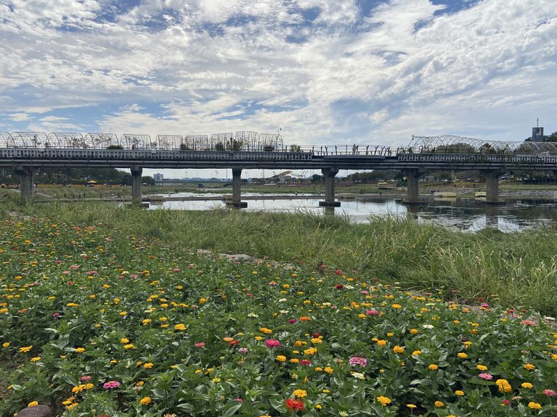 파일:꽃이 핀 장성 황룡강.jpeg