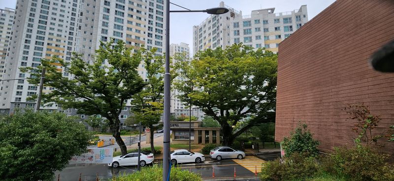 파일:마을입구 느티나무.jpg