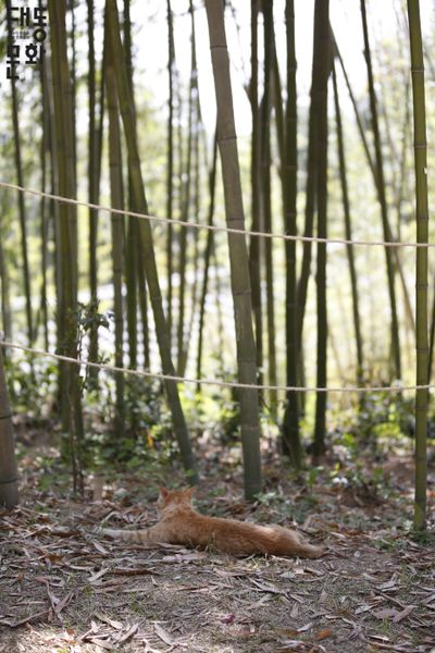 파일:면앙정-일원2-대동문화재단 보유사진.jpg