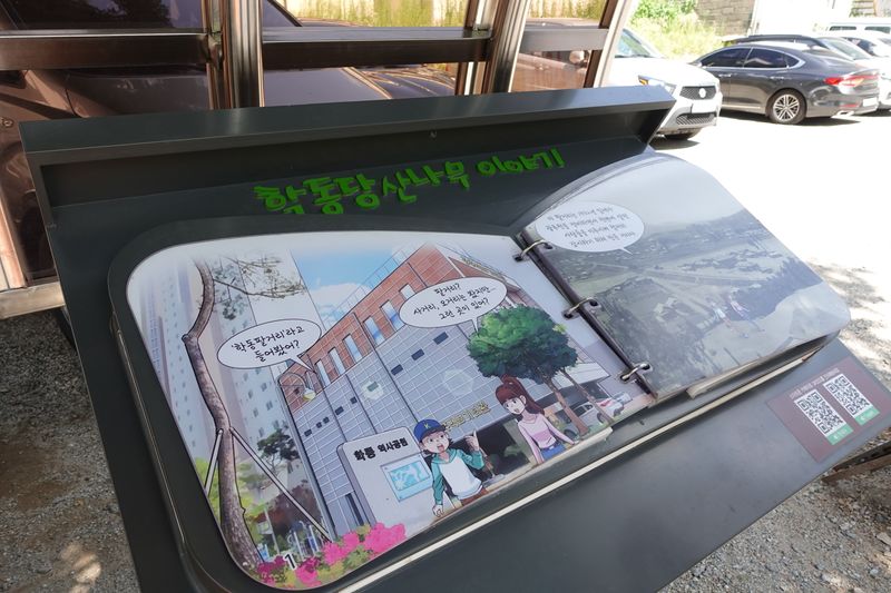 파일:학동느티나무-나무 이야기.JPG