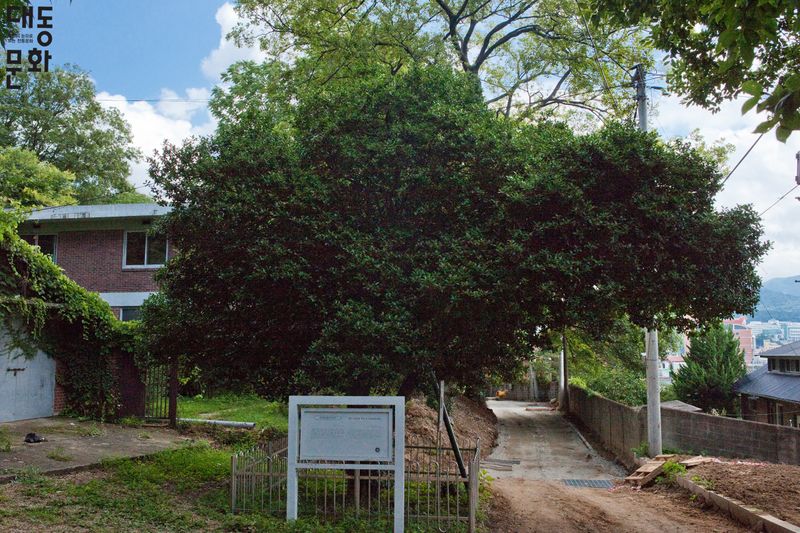 파일:양림동호랑가시나무-호랑가시나무-대동문화재단 보유사진.jpg