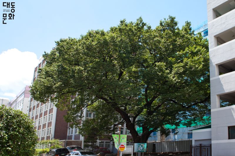 파일:학동느티나무-나무 풍경-대동문화재단 보유사진.jpg